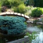 Kerti tó és vízparti növények, ideális kertépítési megoldás, professzionális kivitelezés.