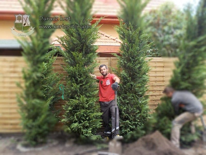 Kertépítők ültetnek magas növényeket és fákat a kertben.