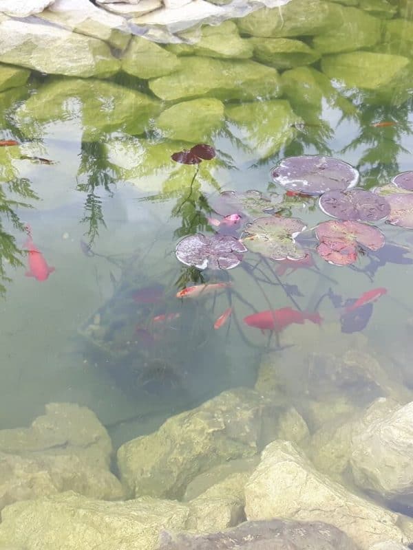 Kerti tó, víz és növények a kertben, professzionális kivitelezés.