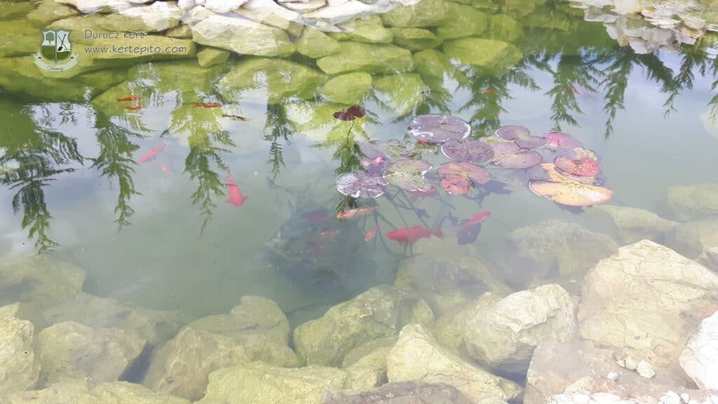 Kerti tó építés képe, víz alatti kövekkel és növényekkel, profi kertépítési szolgáltatás.