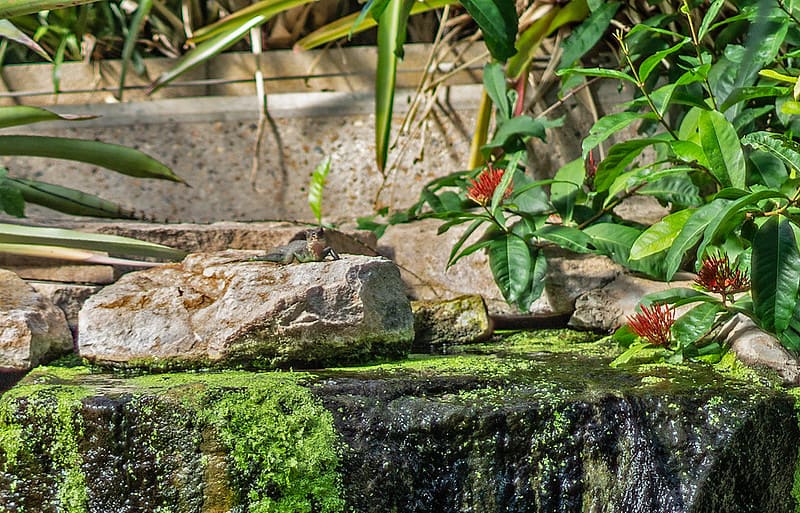 Kerti tó és sziklák építése, természetes hatású sziklakert kialakítása, professzionális kertépítési.