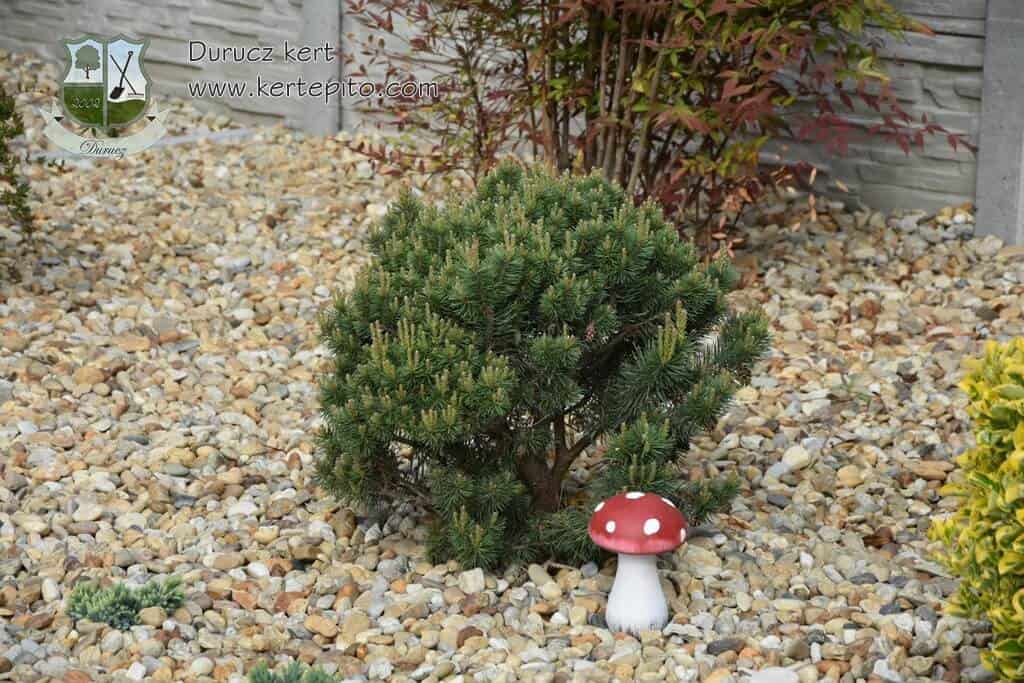 Kis fenyőfa és gomba dísz a kavicsos kertben, növényültetés része.