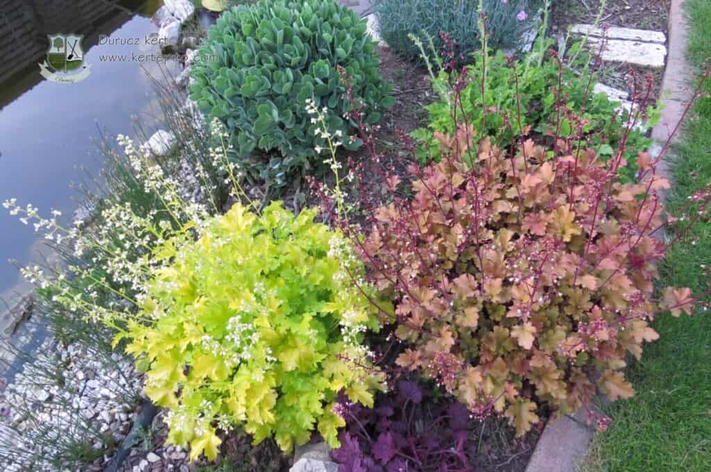 Színes növények és virágok a kertben, vízpart mellett.