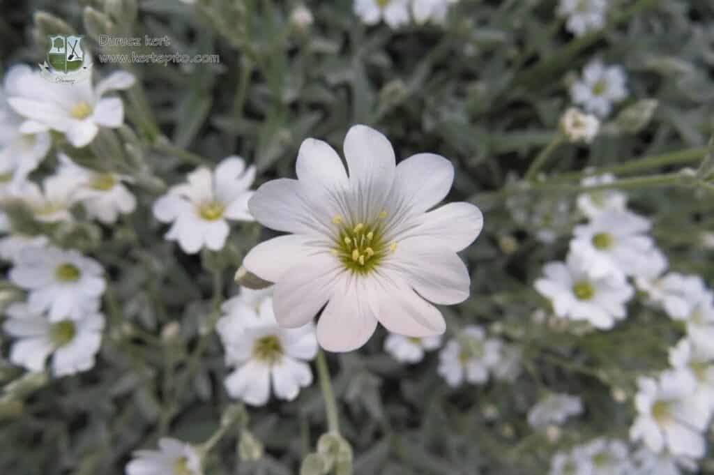 Szépen nyíló fehér virág a kertben, ideális növény ültetéséhez és gondozásához.