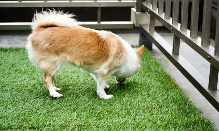 Kutyus a kertben, ahol a műfű mellett szaglászik.